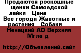 Продаются роскошные щенки Самоедской лайки › Цена ­ 40 000 - Все города Животные и растения » Собаки   . Ненецкий АО,Верхняя Мгла д.